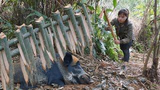 Wild boar breaks into shelter, wild boar trapping skills, survival alone