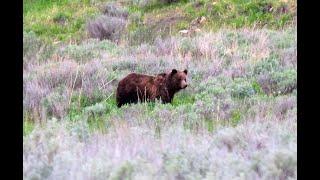 Crossing paths with a Yellowstone grizzly bear.