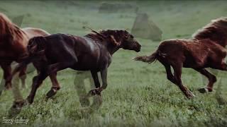 Mustang territory. Island of wild horses in Russia | Manych-Gudilo lake & Water island Wildlife