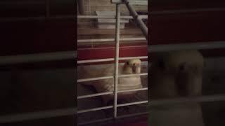 Удар мастера школы попугая. Страшно? | Parrot attacks. Scarry? #cockatiel #parrot #попугай #funny