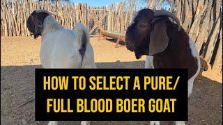 How to select a pure/ full blood boer goat