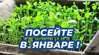 Что посеять в январе 2025? Какие растения пора сажать в январе на рассаду