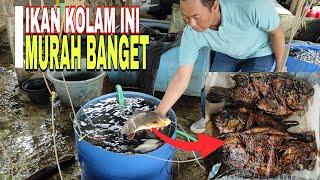 Murah Banget !! Beli Ikan Air Tawar Masak Di Tempat | Usaha Mina Tani Ini Sudah Turun Temurun