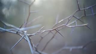 Thorns in a Forest - FREE NATURE STOCK FOOTAGE