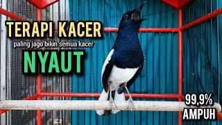 kacer gacor NGEPLONG TARUNG ini paling AMPUH buat PANCINGAN KACER agar EMOSI