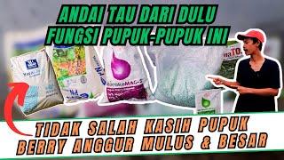 AWAS JANGAN SALAH! APLIKASI PUPUK PENGISIAN NUTRISI BERRY BUAH ANGGUR AGAR CEPAT BESAR DAN MULUS