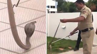 Watch: Snake found in BJP Camp office in CM Basavaraj Bommai's constituency