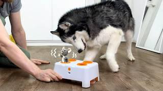 My Husky Went Crazy Over a New Toy! Funny Reaction of Dogs and Cats