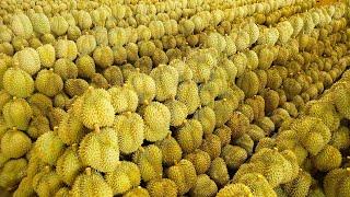 Durian Fruit Harvesting Process Collection on Durian Farm - Thai Street Food