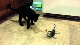 Cat vs. Crab...    sooooo funny