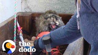 Spicy Cat Mama Won't Let Rescuers Touch Her Babies | The Dodo