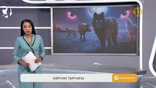 Маңғыстау облысында қасқыр адамдарға шабуылдап жатыр