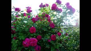 Самая мощная английская роза Tess of the d'Urbervilles. Моя энциклопедия английских роз.
