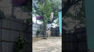 Bakra | Sazzad vlog | #minivlog