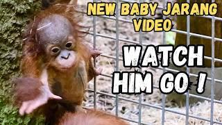 Baby Orangutan's Amazing Recovery He's Climbing!