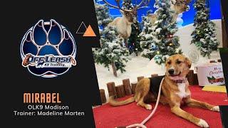 "Mirabel" 7 M/O Shepherd mix | Learning to be the best girl ever!! | Madison Dog Trainers