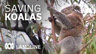 Koalas recover from Black Summer bushfires with help from canine friends | Landline | ABC Australia