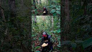 Menemukan buah tiwadak di hutan rasanya manis sekali guys  #camping #campingdihutan #buahhutan