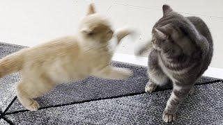 Kitten Meows Before Attacking Cat