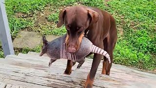 The girl was scared when her dog brought a porcupine home, but when she realized the truth...