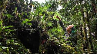 FIELD TRIP WITH PATRICK BLANC IN PAPUA NEW GUINEA - HIGHLANDS