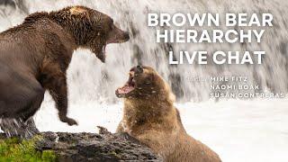 Brown Bear Hierarchy | Brooks Live Chat