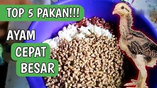 TOP 5 PAKAN AYAM TERBAIK UNTUK PERTUMBUHAN SUPER CEPAT BESAR