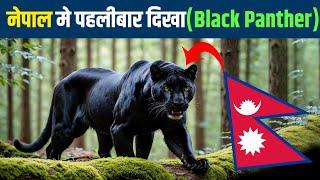 नेपाल मे पहलीबार - Black Panther in Nepal || Nepal News Today || Aarohi Films