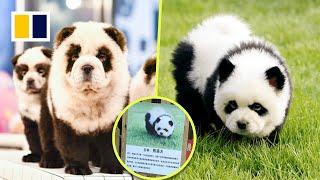 ‘Panda dogs’ draw large crowds to Chinese zoo