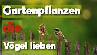 21 Gartenpflanzen für Vögel!