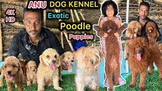 Chennai Poodle Puppy’s | Toy Poodle's | Small Breed dogs | பூடில் | Dogs Tamil #dogkennel