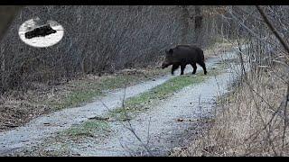 Wildschwein- und Rowildjagd m Februar 2024