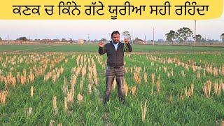 ਕਣਕ ਚ ਕਿੰਨਾ ਯੂਰੀਆ ਅਤੇ ਕਦੋ ਪੂਰਾ ਕਰੀਏ wheat crop nitrogen management