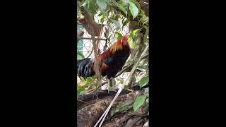 Chicken Video - Rooster Group Mating With Chicken -  #cambodiabridtrap