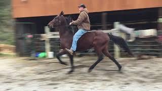 Sold117- 7yr old 15.2h bay standardbred gelding $950 Deadline 11/3/23