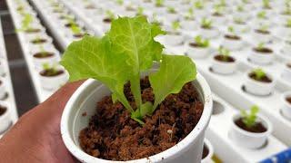 USED COFFEE GROUNDS FOR SEEDLINGS? | FILIPINO LANGUAGE #starbuckscofee