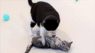 Cat Bullies Kitten