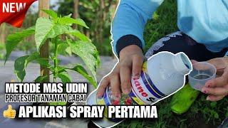 OBAT SPRAY RECOMENDASI MAS UDIN PROFESOR TANAMAN CABAI