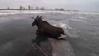 MOOSE RESCUE