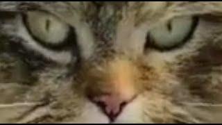 Деревенские кошки Пушинка и Чернуха забавные животные  Village cats funny animals