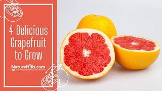 4 Delicious Grapefruit to Grow | Naturehills.com