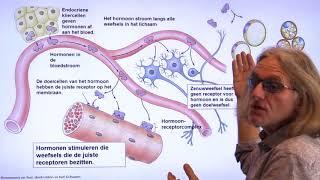 Hormonen, hormoonklieren en doelcellen