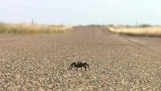 Romance is risky business for these tarantulas in southern Colorado