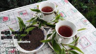 Homemade Ceylon Tea | නැවුම්  තේ කොළ ගෙදරදීම ‍| Sri Lanka | #mdtechplus #ceylontea #tea #blacktea