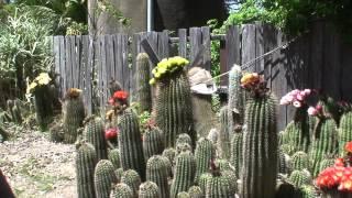 Joylene's cactus garden