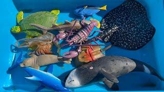 Learn Sea Animals for Children with Fun Facts