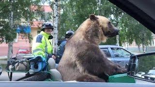 Russian Bear Rides Motorcycle and Waves to People