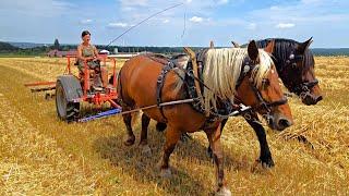 Dieselross - Ersatz durch Pferdestärken beim Stroh wenden - schont den Ackerboden und die Natur