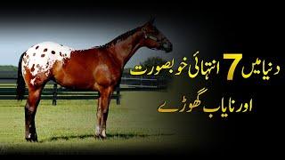 7 Most Beautiful And Rare Horses In The World | دنیا میں سب سے خوبصورت گھوڑے