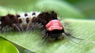 Ulat Bulu #shorts #video #insects #shortsfeed